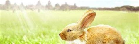 兔子有靈性嗎
